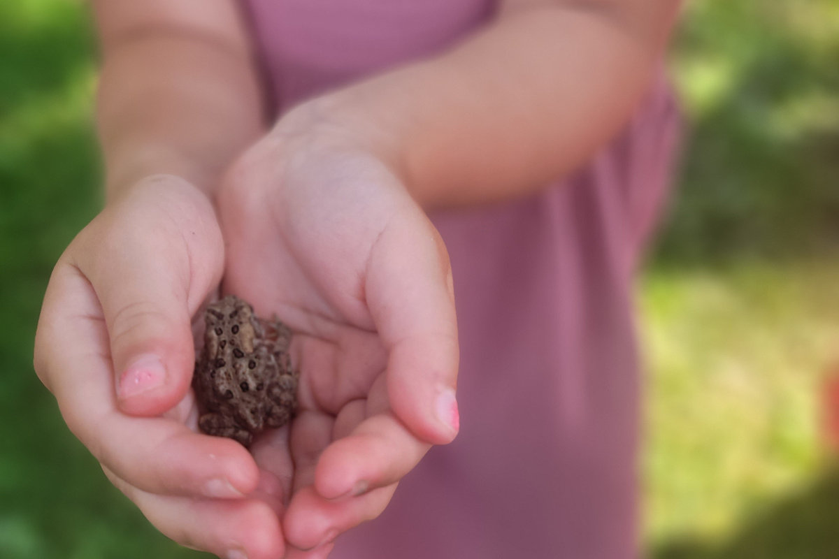Child holding a small frog during outdoor nature exploration